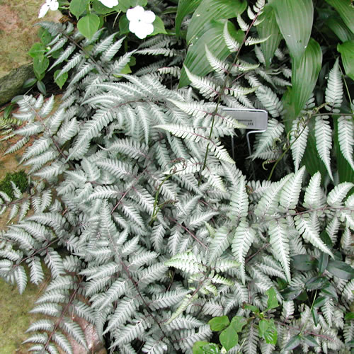 Athyrium nipponicum Ursula's Red